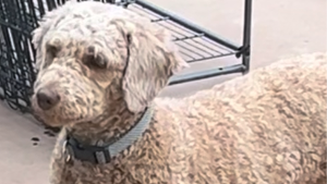 Lost Pet: Millie