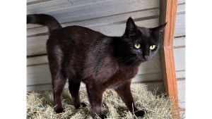 Lost Pet: Pancakes