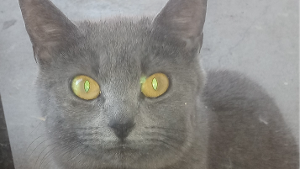 Lost Pet: LULU
