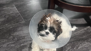 Lost Pet: Luna