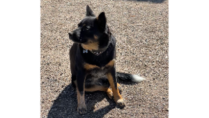 Lost Pet: Smokie