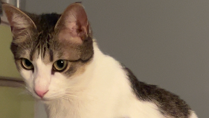 Lost Pet: Leon