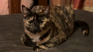 Lost Pet: Tilly