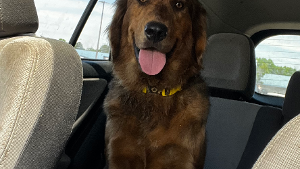 Lost Pet: Mistie