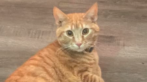 Lost Pet: RootBeer