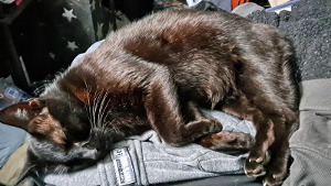 Lost Pet: Teddy