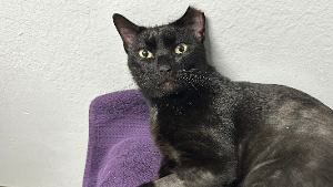 Lost Pet: Roman