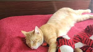 Lost Pet: Aries