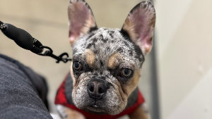 Lost Pet: Bruno