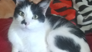 Lost Pet: Chillón Oscar Moggy MooMoo Wild Chavira Welch