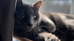 Lost Pet: Basil