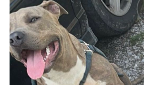 Lost Pet: Zeus
