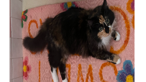 Lost Pet: Memphis