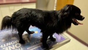 Lost Pet: Rocky