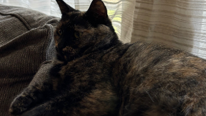 Lost Pet: Clover