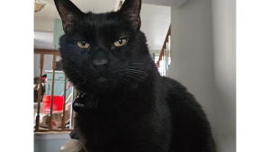 Lost Pet: Marvel