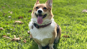Lost Pet: Lola