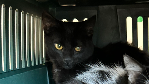 Lost Pet: Digit