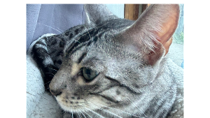 Lost Pet: Zeke