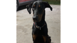 Lost Pet: Chapo