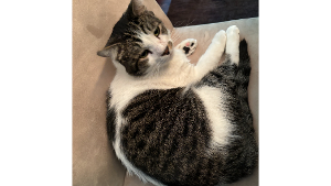 Lost Pet: Craig