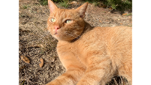 Lost Pet: Toulouse