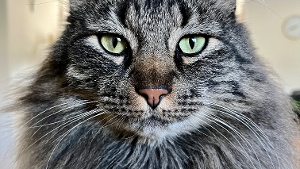 Lost Pet: Leo