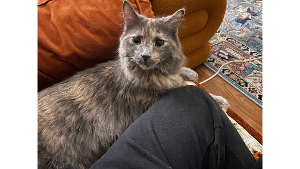 Lost Pet: Catricia