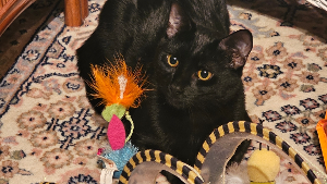 Lost Pet: Jasper