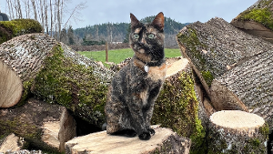 Lost Pet: Binx