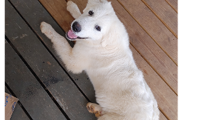 Lost Pet: SALLY