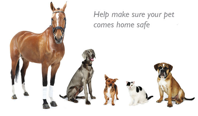 animal wonders jumperoo