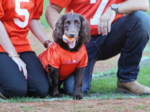 Cute Dog in Football Jersey