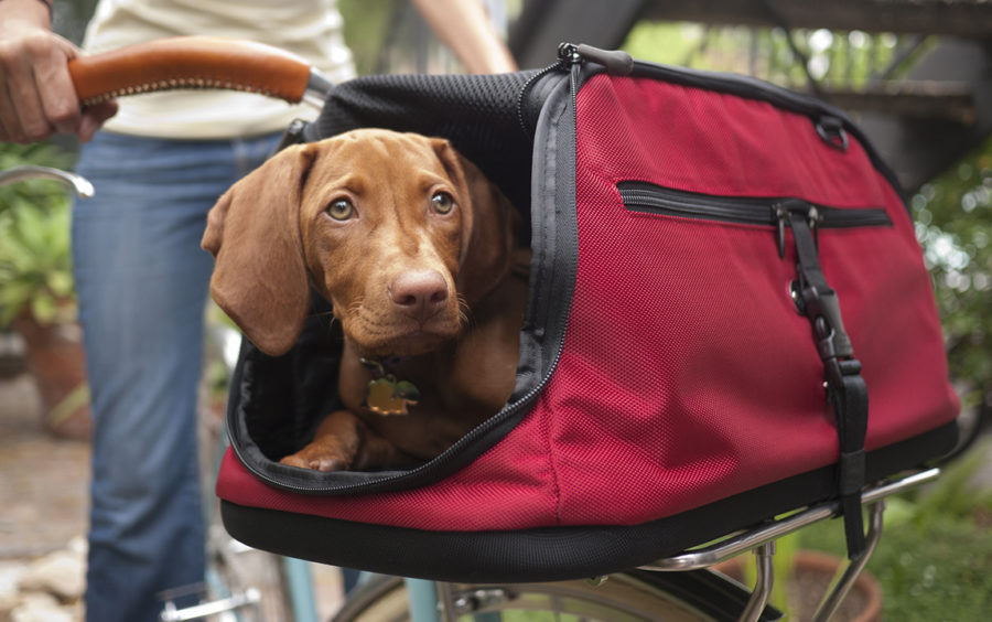 Pet Travel Store PetLink