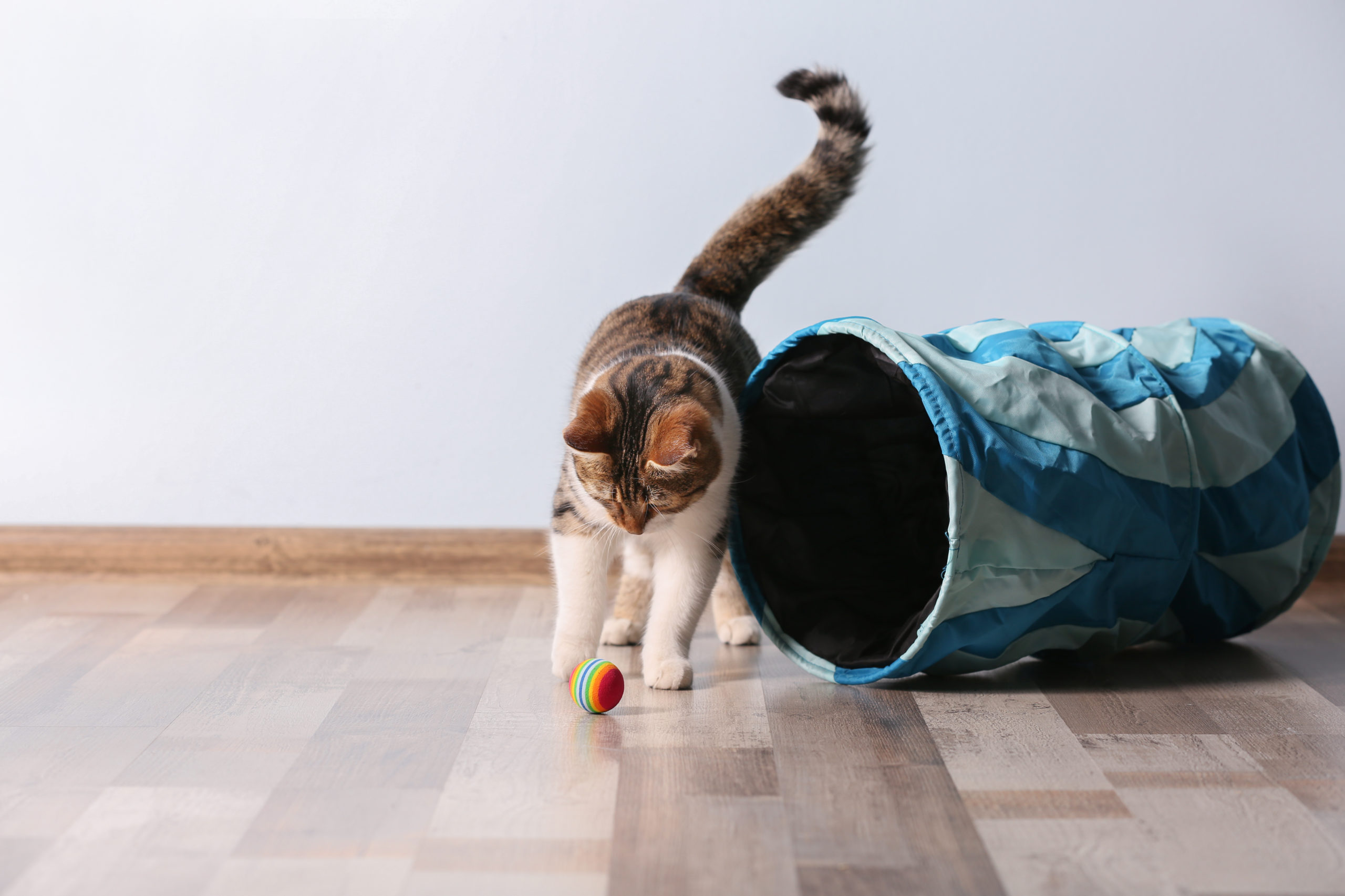 Играть с котом. Кошка играет дома. Котики играют дома. Смешное дрессировка кота. Cat Indoor.