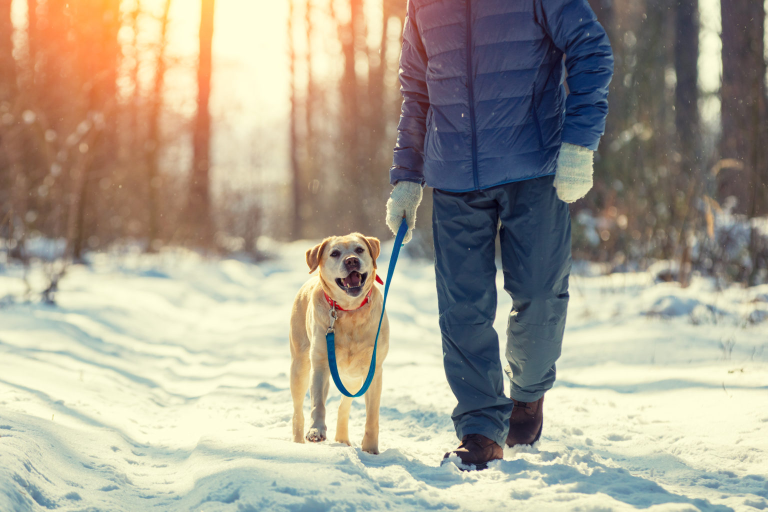 Get the Most from Your Winter Walk Blog PetLink