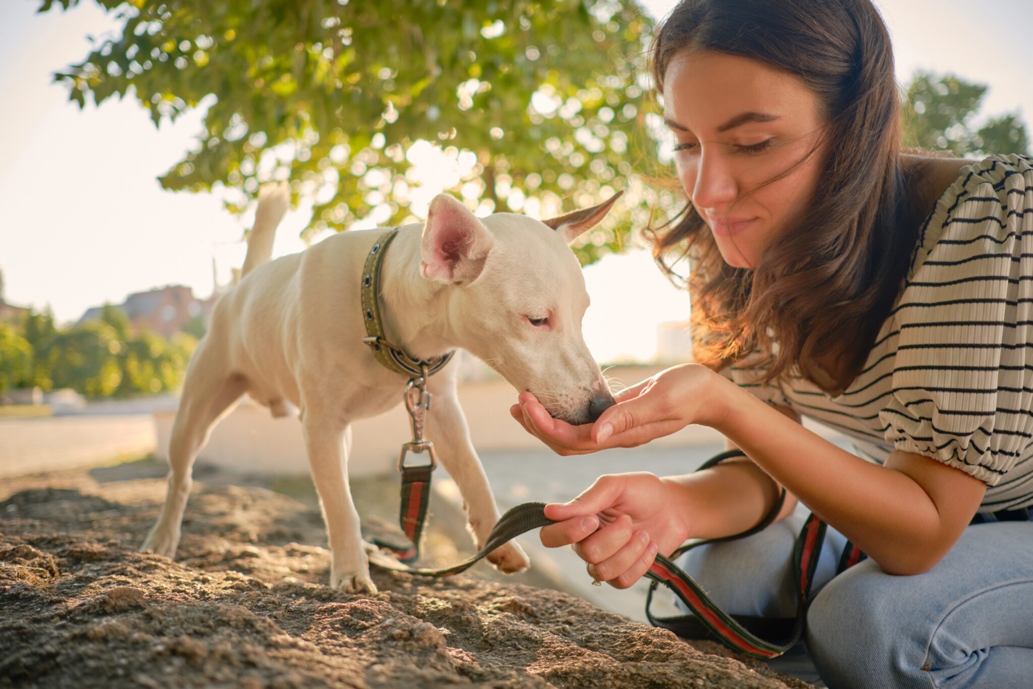 UndertheSkin GPS for Dogs Does it Exist Dog GPS vs Microchipping