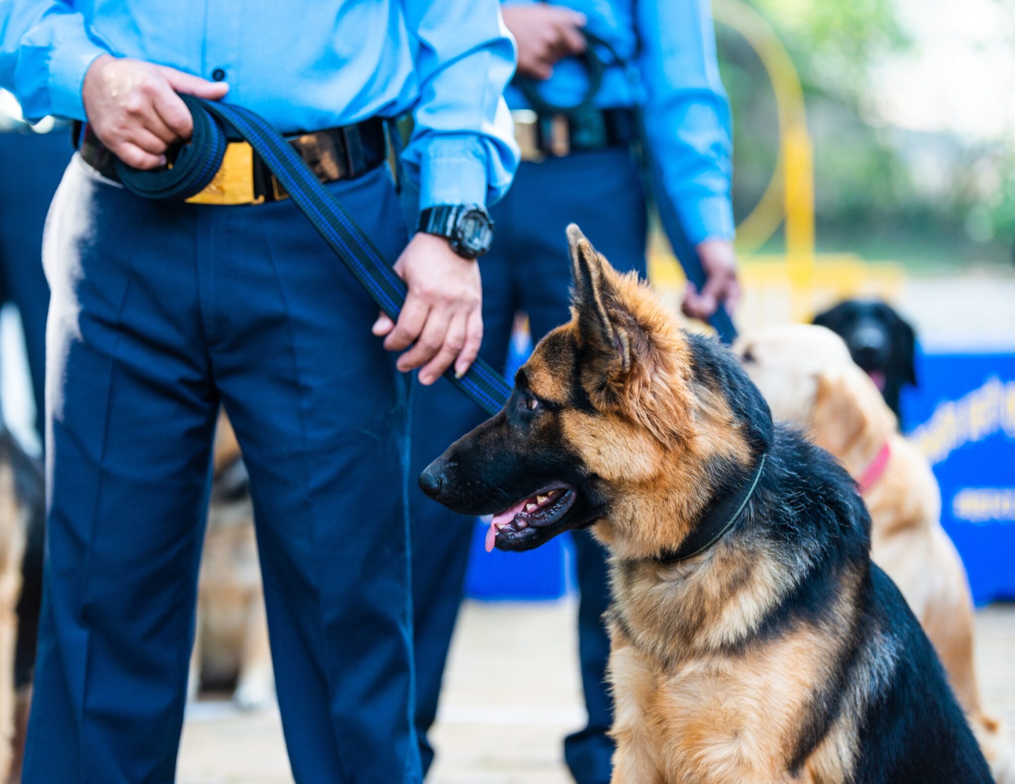 Types Of Working Dogs & The Benefits Of Using GPS Trackers PetLink